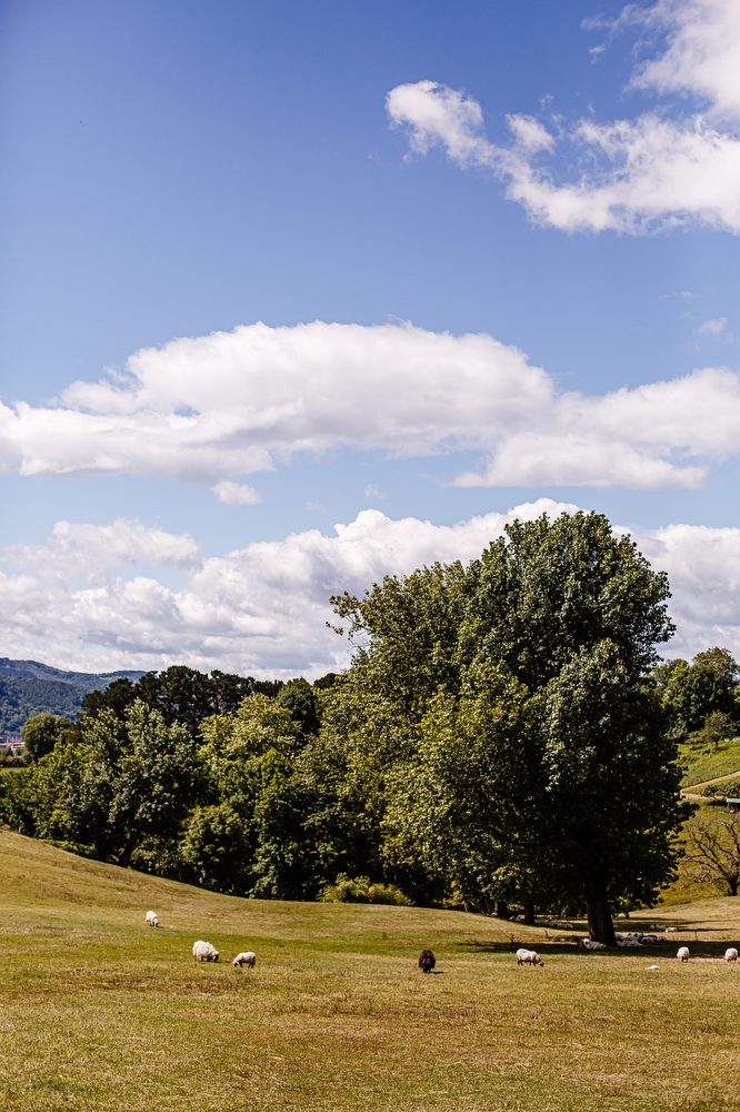 LAIA_JUNIO2020_0014